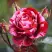 Роза ДИП ИМПРЕШН флорибунда в Горках