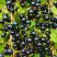 Смородина чёрная ИЗЮМНАЯ в Горках