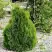 Туя МИКИ западная в Горках