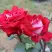 Роза АЛЬЯНС чайно-гибридная в Горках