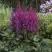 Астильба ВИЖНС китайская в Горках