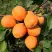 Абрикос ХАРГРАНД в Горках