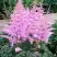 Астильба ГИАЦИНТ Арендса в Горках