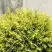 Туя ГОЛДЕН ГЛОБ западная в Горках