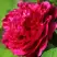 Пион НОЧНЫЕ ГРЕЗЫ древовидный в Горках