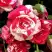 Роза ФАЙЕР ВОРКС миниатюрная в Горках