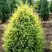 Можжевельник ГОЛД КОН обыкновенный в Горках