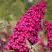 Буддлея давида РОЯЛ РЕД в Горках