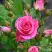 Роза ЛАВЛИ ЛИДИЯ спрей в Горках