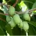 Актинидия РОГОВ аргута в Горках