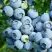 Голубика ПУРУ в Горках