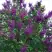 Сирень СУМЕРКИ в Горках