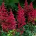 Астильба БУРГУНДИ РЕД Арендса в Горках