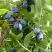 Жимолость съедобная НАРЫМСКАЯ в Горках