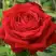 Роза СОФИ ЛОРЕН чайно-гибридная в Горках