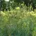 Василистник ГЛАУКУМ желтый в Горках