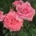 Роза ПЬЕР КАРДЕН чайно-гибридная в Горках
