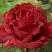 Роза РЕД ИНТУИШН чайно-гибридная в Горках