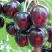 Черешня ЛЮБИМИЦА АСТАХОВА в Горках
