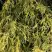 Кипарисовик ФИЛИФЕРА АУРЕА горохоплодный в Горках