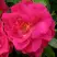 Роза ДЖОРДЖ ВАНКУВЕР флорибунда в Горках