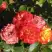 Роза ТАЙФУН спрей в Горках