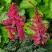 Астильба МУЛЕН РУЖ курчавая в Горках