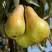 Груша КОНКОРД в Горках