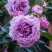 Роза СИЛЬВЕР КВИК плетистая в Горках