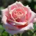 Роза ФРЕДЕРИК МИСТРАЛЬ чайно-гибридная в Горках
