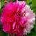 Пион ДВЕ СЕСТРЫ древовидный в Горках