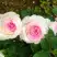 Роза ДОЛЬЧЕ ВИТА чайно-гибридная в Горках
