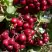 Рябина ГРАНАТНАЯ сладкоплодная в Горках