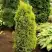 Можжевельник ГОЛД КОН обыкновенный в Горках