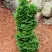 Туя СПИРАЛИС МИНИ западная в Горках