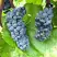 Виноград ВЭЛИАНТ в Горках
