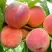 Персик ВАЙН ГОЛД Т3 в Горках