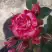 Роза ФАЙЕР ВОРКС миниатюрная в Горках