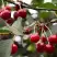 Вишня КОНФИТЮР в Горках