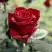 Роза ТАБУ чайно-гибридная в Горках