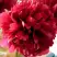 Пион БЕЛГРАВИЯ травянистый в Горках