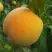 Персик ДОНЕЦКИЙ ЖЕЛТЫЙ в Горках