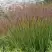 Просо ШЕНАНДО прутьевидное в Горках