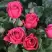 Роза ЛАВ ЛЕТТЕР флорибунда в Горках