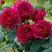 Роза КЕЙТ английская в Горках