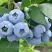 Голубика БЛЮЭТТА в Горках