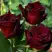Роза ЧЕРНАЯ МАГИЯ чайно-гибридная в Горках