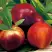 Нектарин СТАРК РЕД ГОЛД в Горках