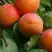 Абрикос ГРАФИНЯ в Горках