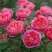 Роза БЕНДЖАМИН БРИТТЕН шраб в Горках